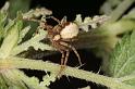 Philodromus_aureolus_D4891_Z_90_Les Gris_Frankrijk